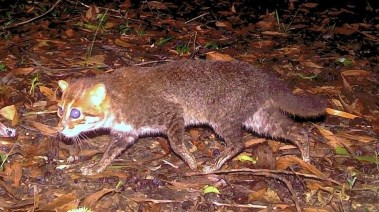 القط ذو الرأس المسطح