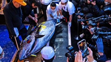 سمكة تونة تحطم الرقم القياسي في مزاد 2026