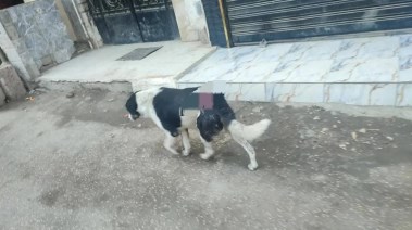 الكلب المضروب بمنطقة عين شمس 