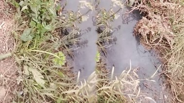 مخلفات المجزر