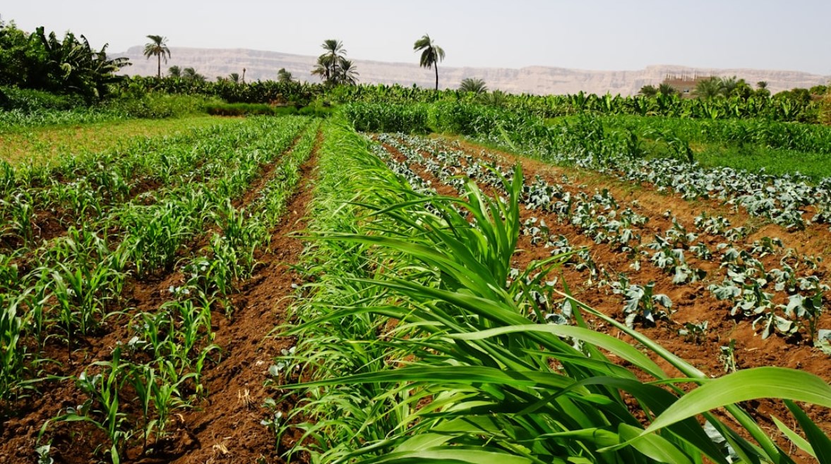 المحاصيل الزراعية