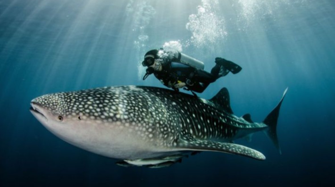 القرش الحوتي