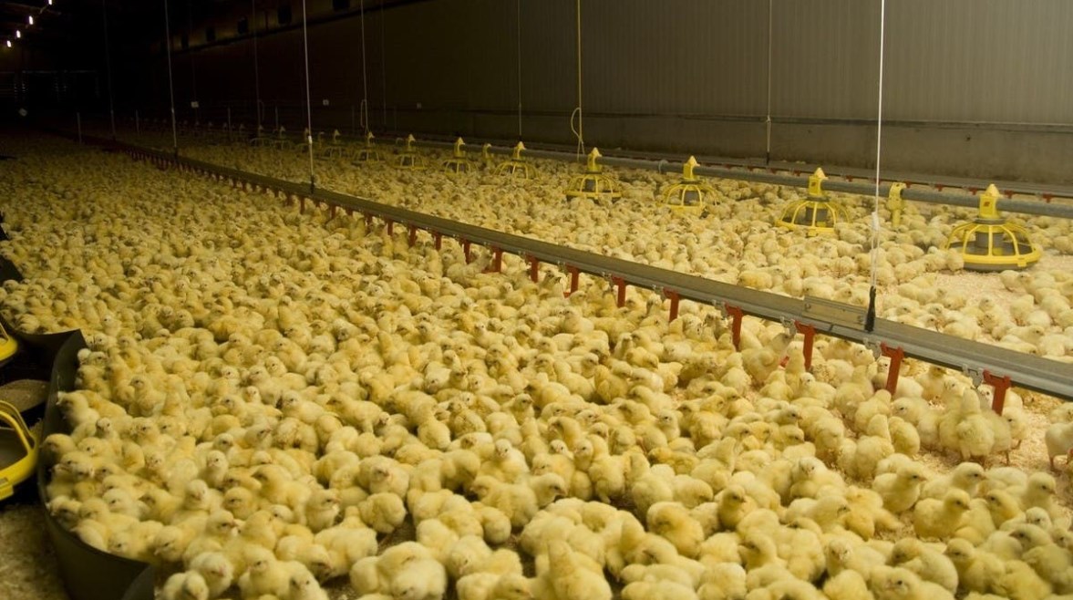 أسعار الكتاكيت