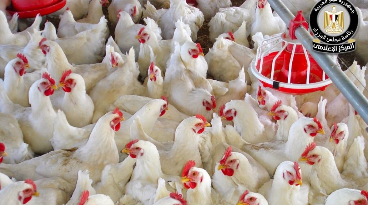 إنفلونزا الطيور بالمزارع 