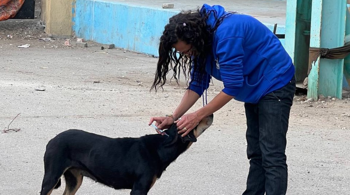 حملات تحصين وتعقيم كلاب الشوارع