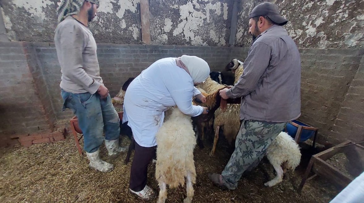  أعمال الحملة الاستثنائية لتحصين الماشية ضد مرض الحمى القلاعية