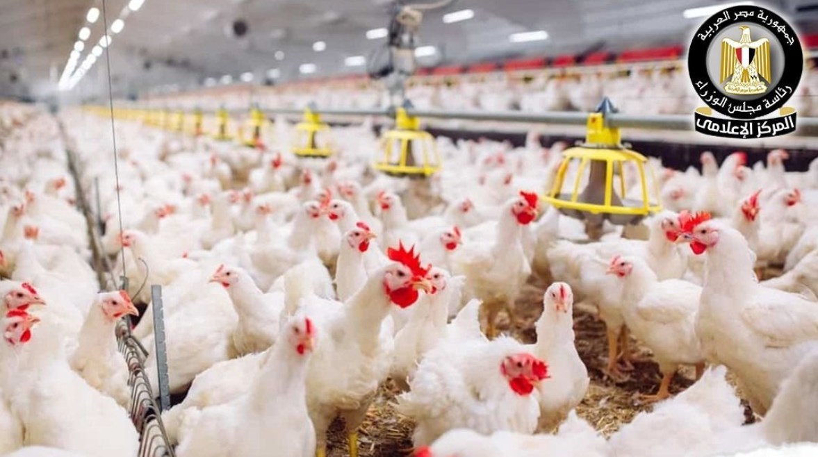 ارتفاع أسعار الدواجن