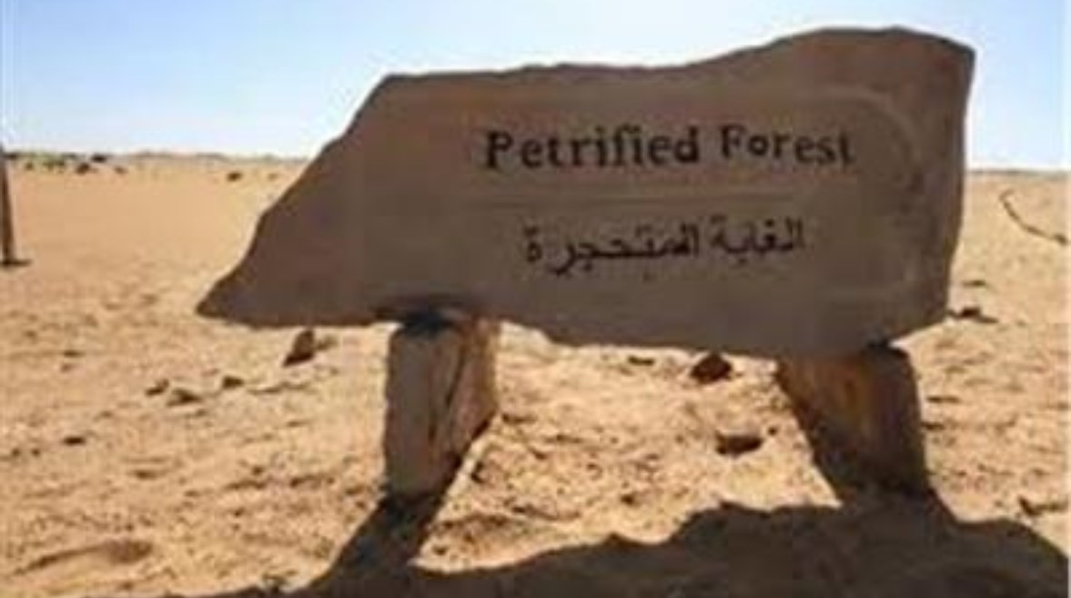  الغابة المتحجرة