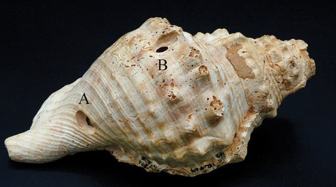 بوق من الصدف