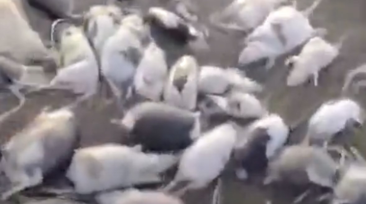 نفوق الفئران على نهر عطبرة