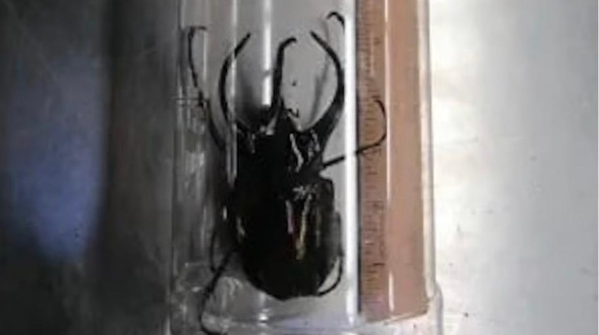 حدى الخنافس التي جرى العثور عليها