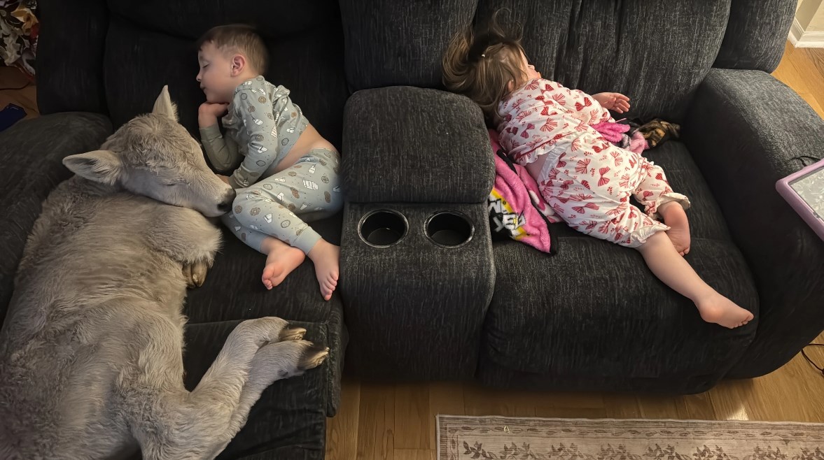 العجل بجانب الأطفال