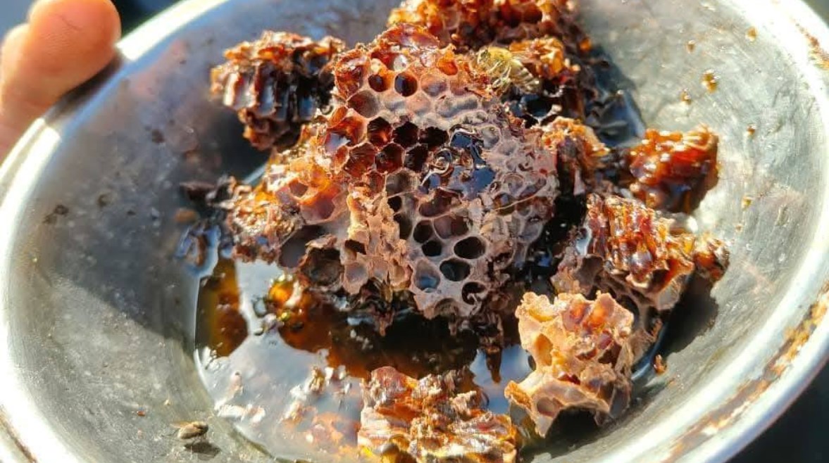 العسل المستخرج من مقبرة المنوفية