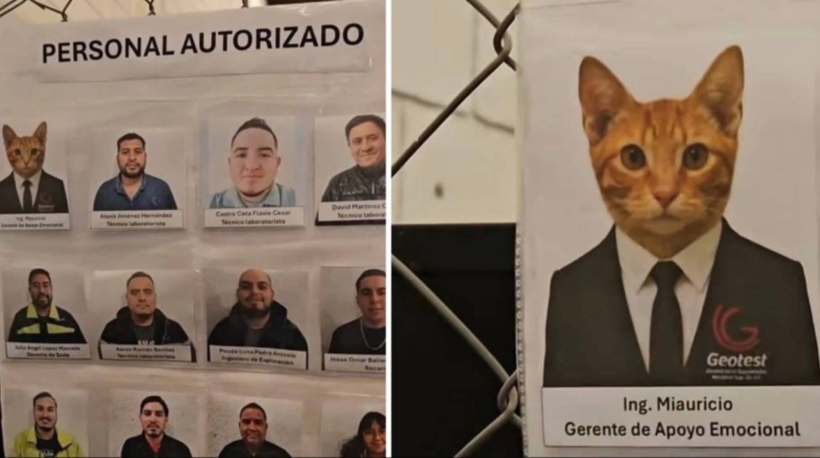 القط مياوريسير