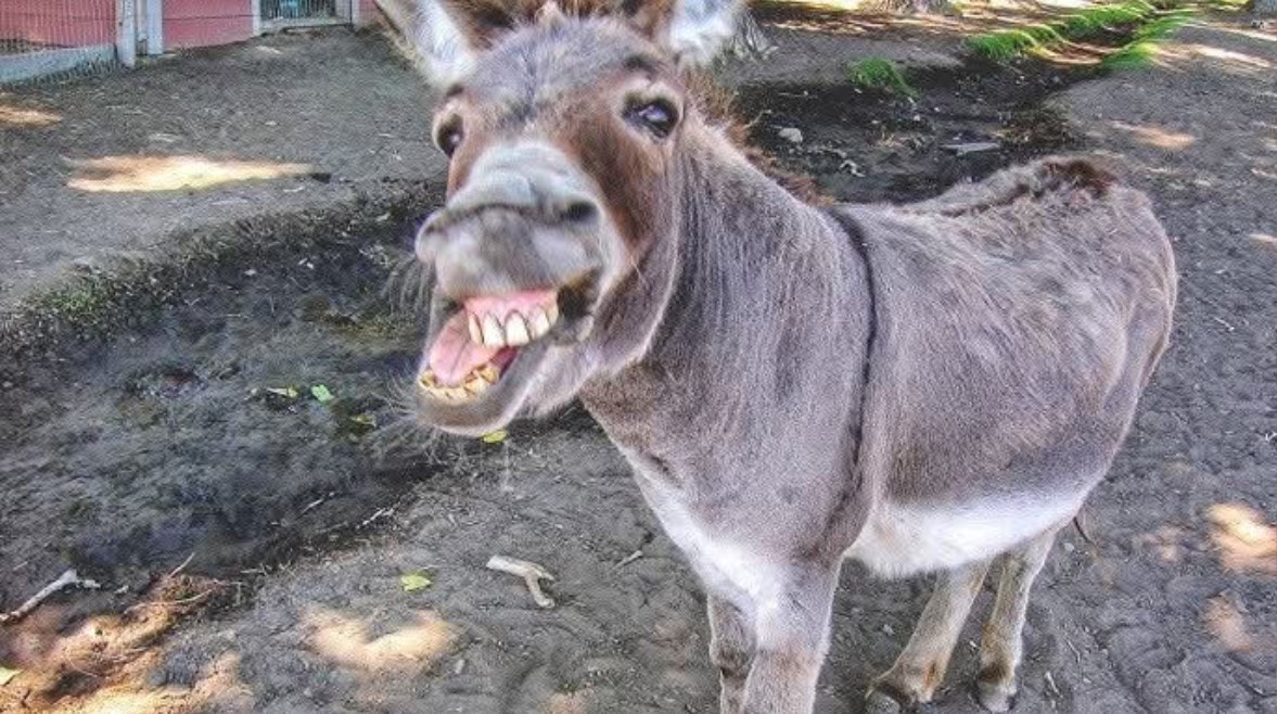 حمار - أرشيفية