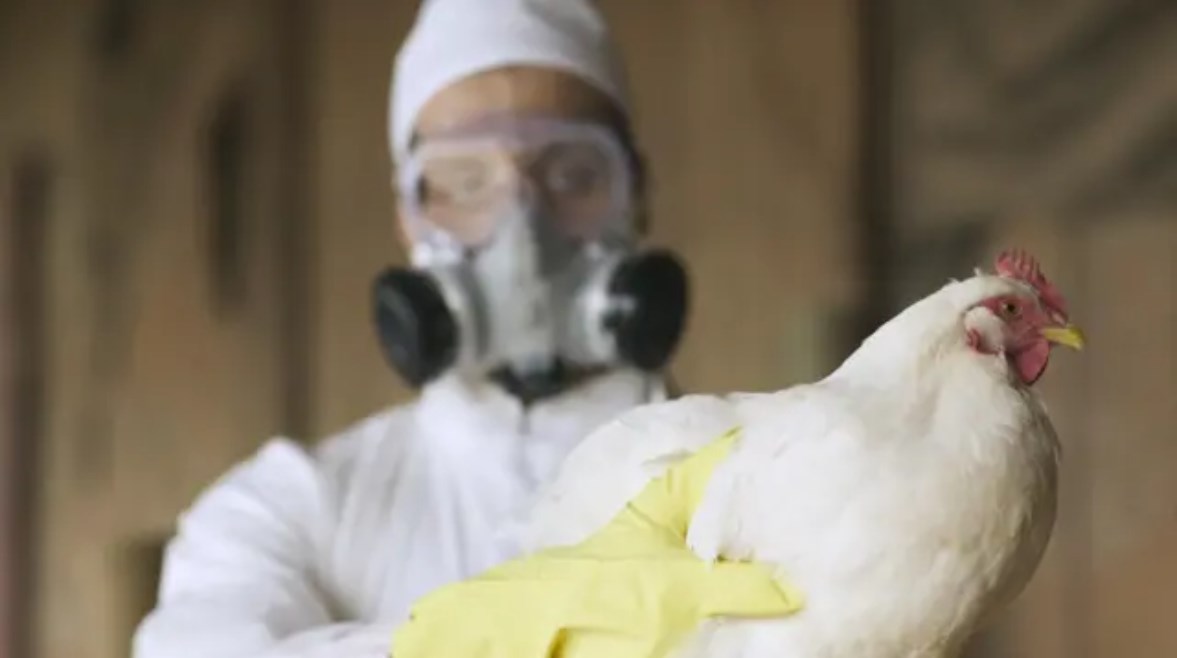 أنفلونزا الطيور - أرشيفية