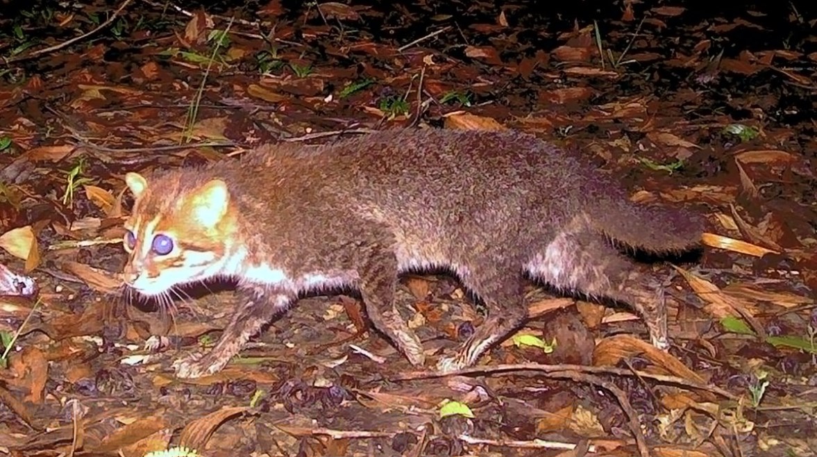 القط ذو الرأس المسطح