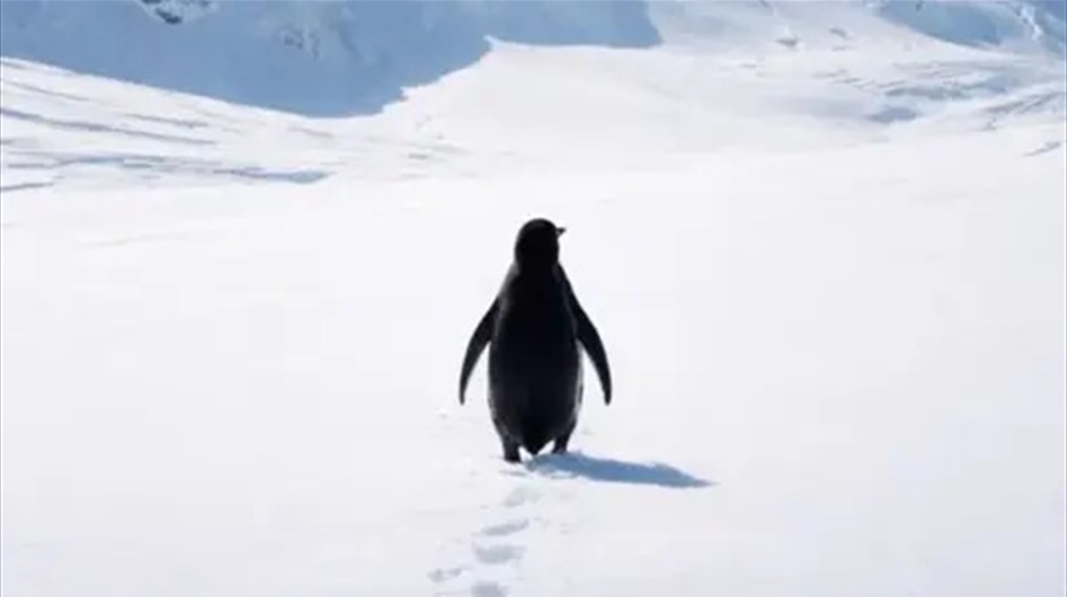 البطريق العدمي