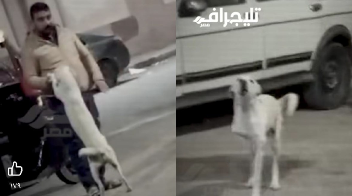 الكلب مع سائق التوكتوك