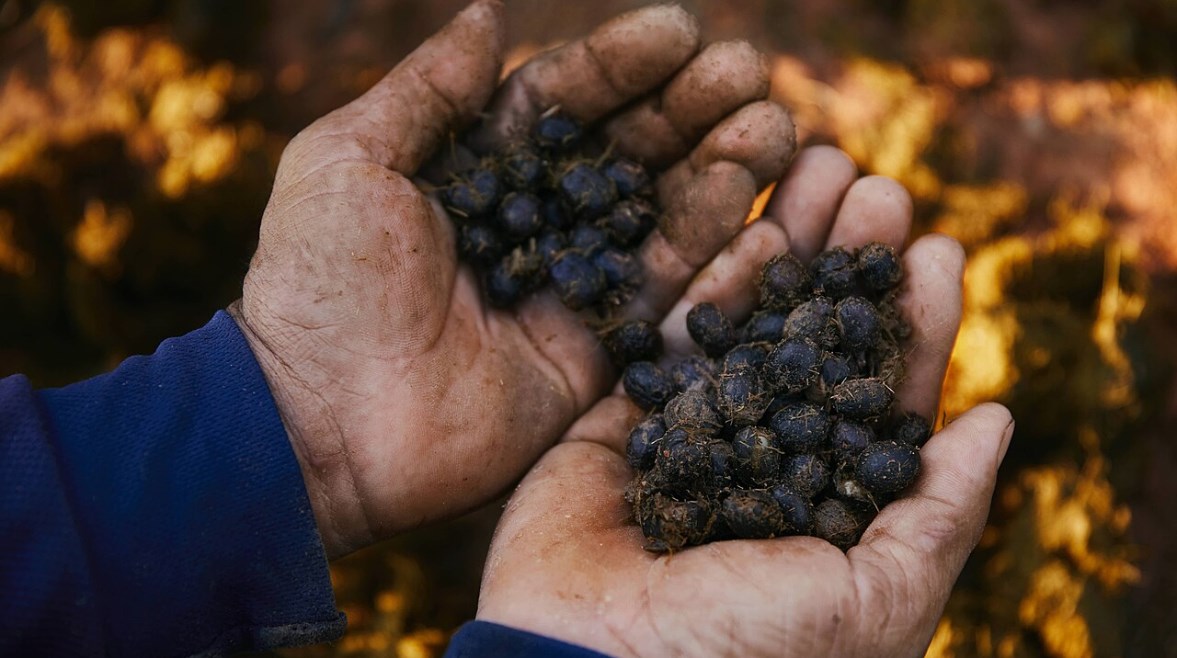  قهوة بلاك آيفوري
