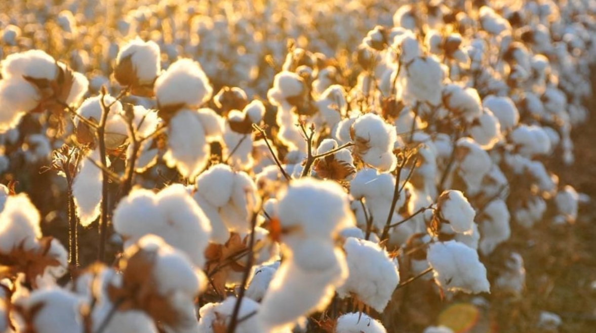 محصول القطن - أرشيفية