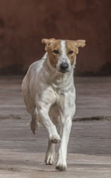 شوارع سكنية تحولت إلى مناطق نفوذ للكلاب الضالة