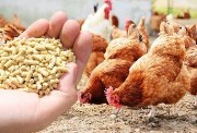 ارتفاع سعر الأعلاف