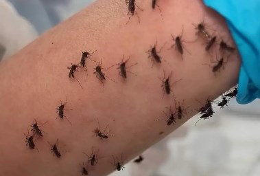 عالمة أسترالية تقدم ذراعها للبعوض لكشف أسرار الأوبئة