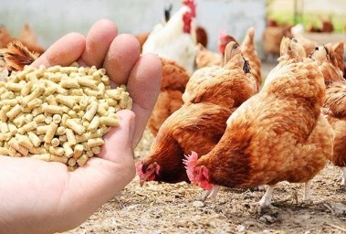 ارتفاع سعر الأعلاف