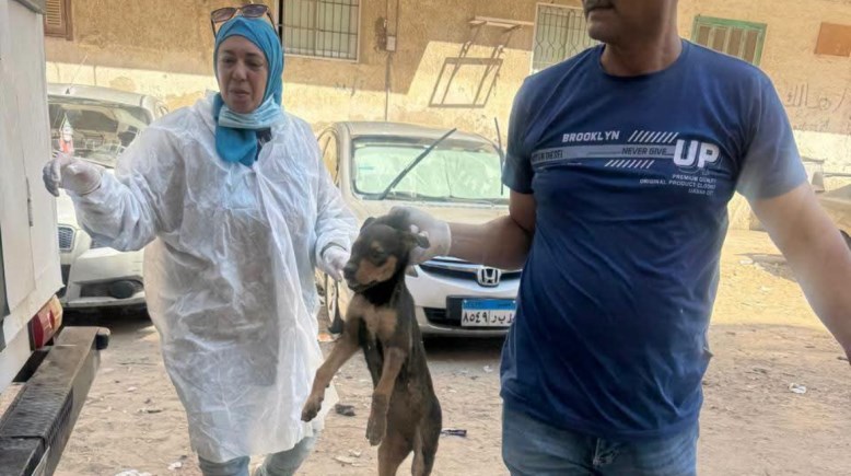 بعد وفاة مكة ومصطفى السيد.. حملات مكثفة لجمع الكلاب الضالة من شوارع حي المناخ ببورسعيد