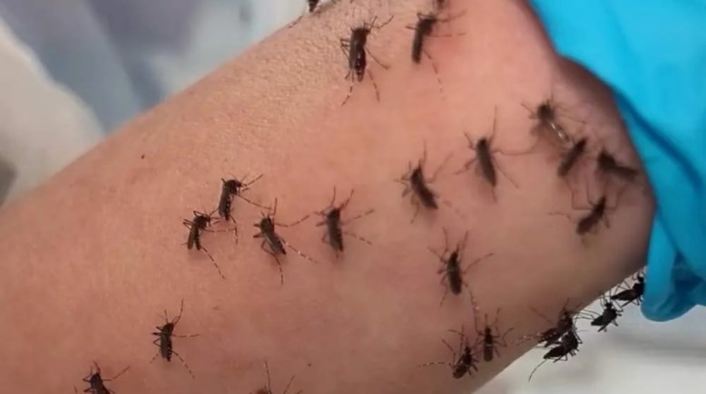 عالمة أسترالية تقدم ذراعها للبعوض لكشف أسرار الأوبئة