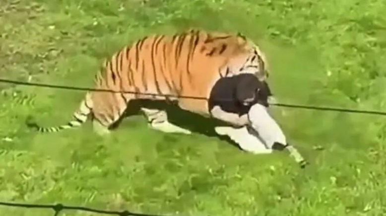 نمر ينهي حياة زائر  في حديقة ببريطانيا