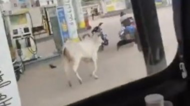 البقرة أثناء مطاردة بائع الحليب