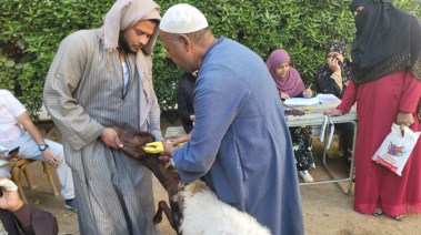 حملة  أغنام 