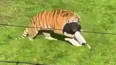 نمر ينهي حياة زائر  في حديقة ببريطانيا