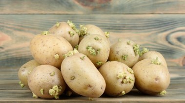 أضرار البطاطس الخضراء 