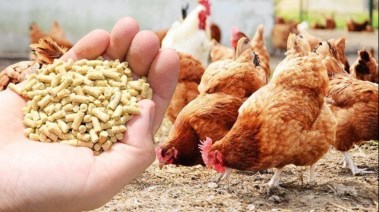 ارتفاع سعر الأعلاف