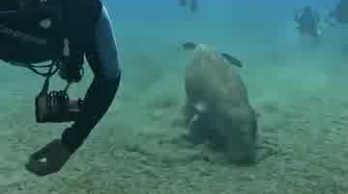 كائن الدوجونج يظهر بمرسى علم 