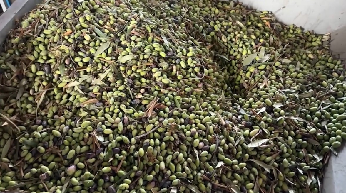 معاصر الزيتون
