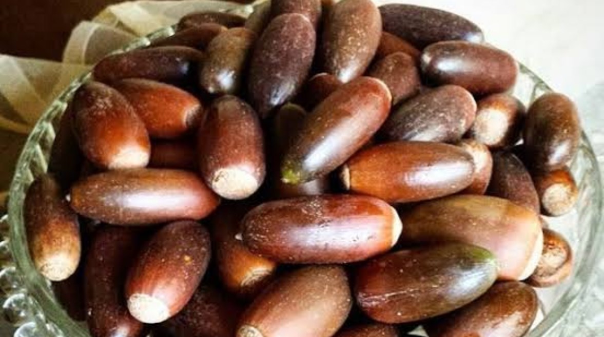 ثمار البلوط