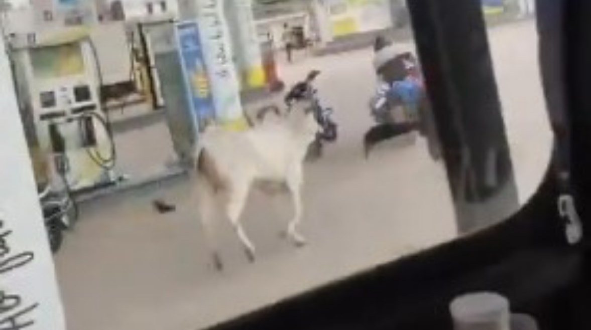 البقرة أثناء مطاردة بائع الحليب