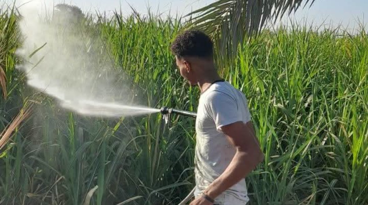 أثناء عملية تحصين الزراعات 