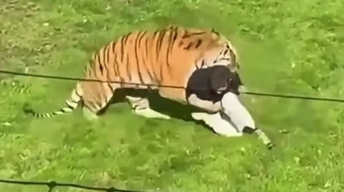 نمر ينهي حياة زائر  في حديقة ببريطانيا