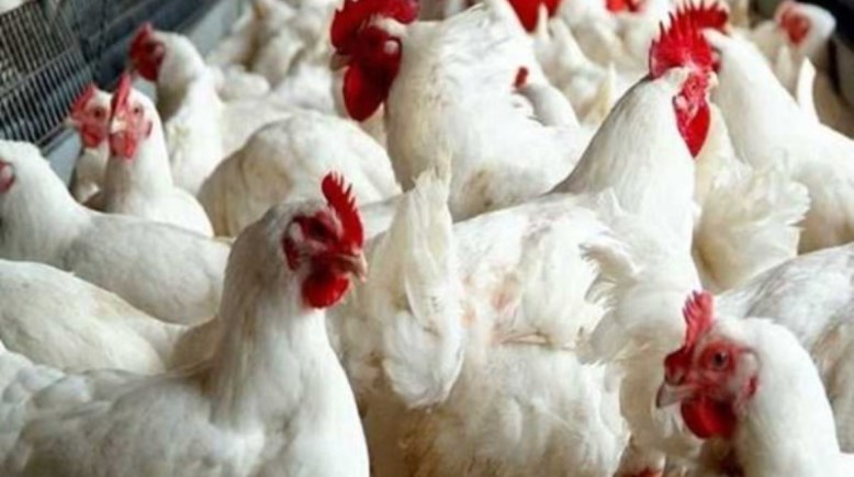  ارتفاع أسعار الدواجن 