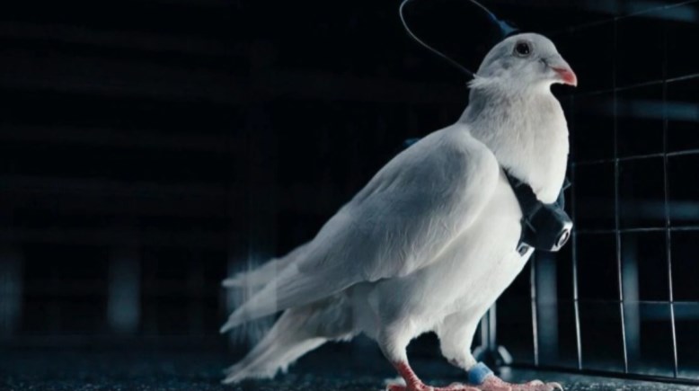 استخدام الحمام لأغراض عسكرية في روسيا 