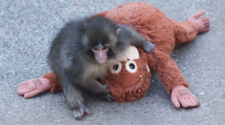 قرد يتعلق بدمية يثير تعاطف وسائل التواصل الاجتماعي في اليابان 