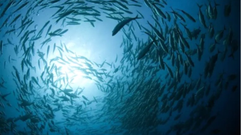 الاحتباس الحراري يهدد مستقبل الثروة السمكية في العالم 