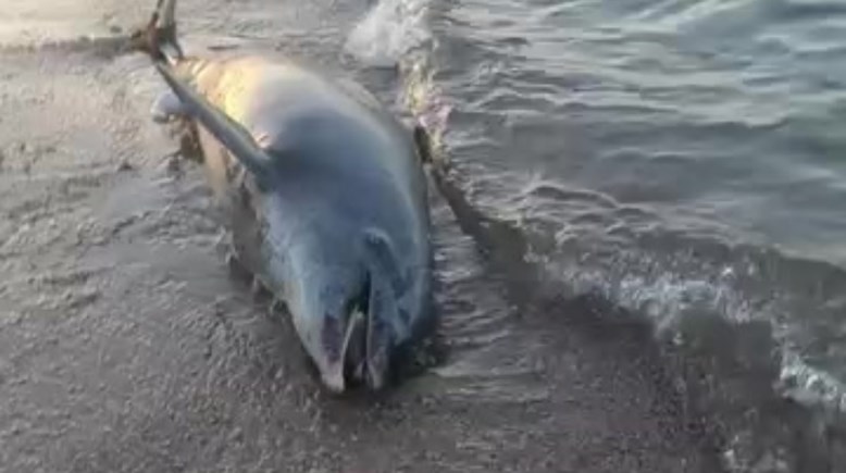 الدولفين التافق 