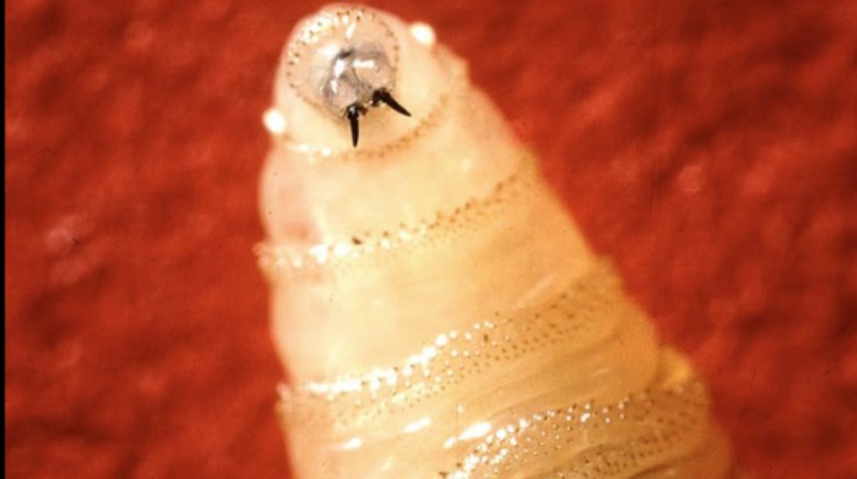 دودة الحلزون الجديدة