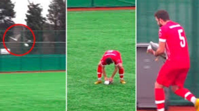 إنعاش قلبي رئوي لطائر النورس